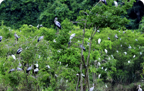 Rich Biodiversity