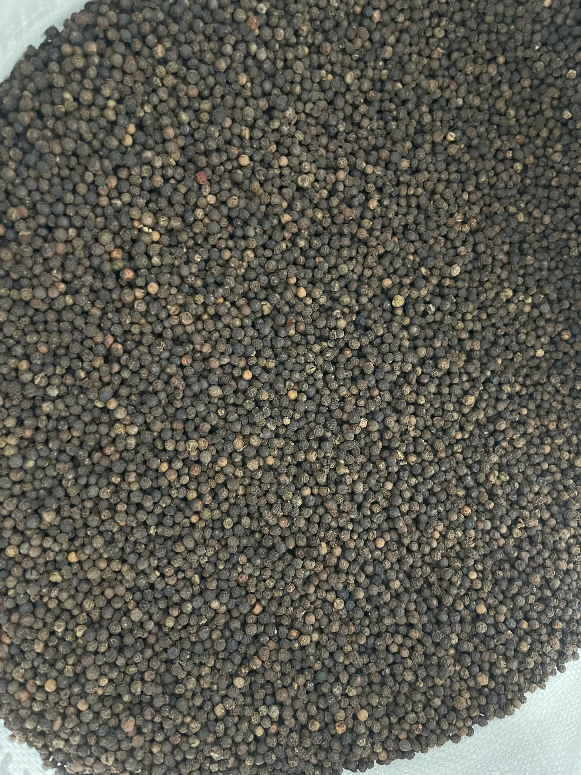 Black Pepper