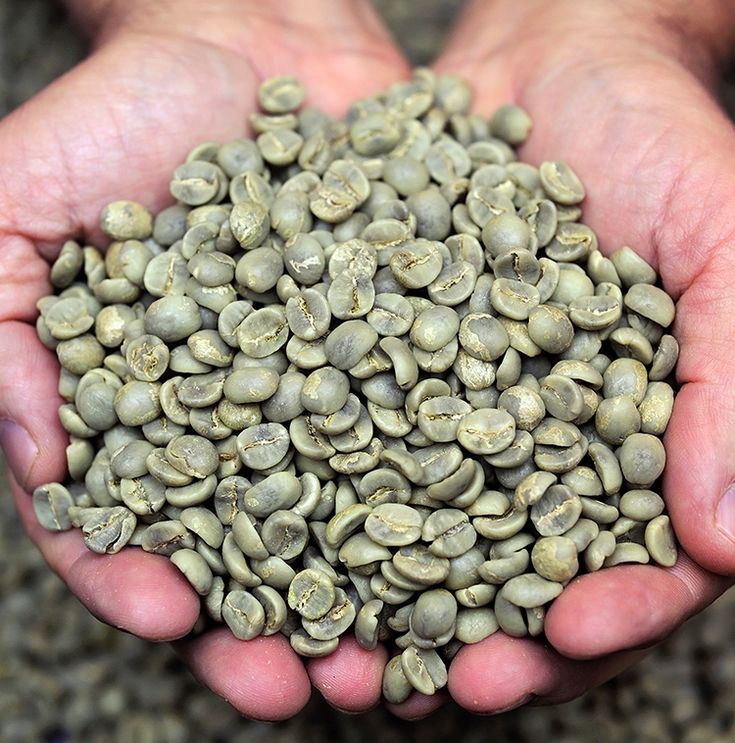 Robusta Green Coffee Beans