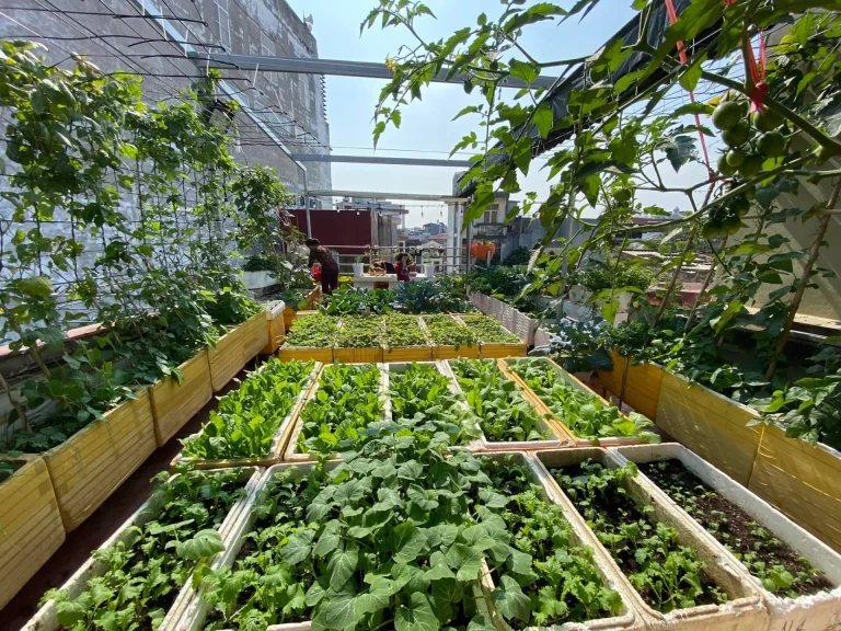 From kitchen scraps to living soil — cicular urban farming on your rooftop