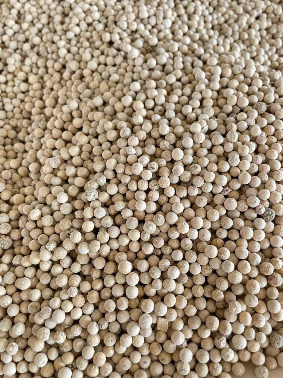 White Pepper