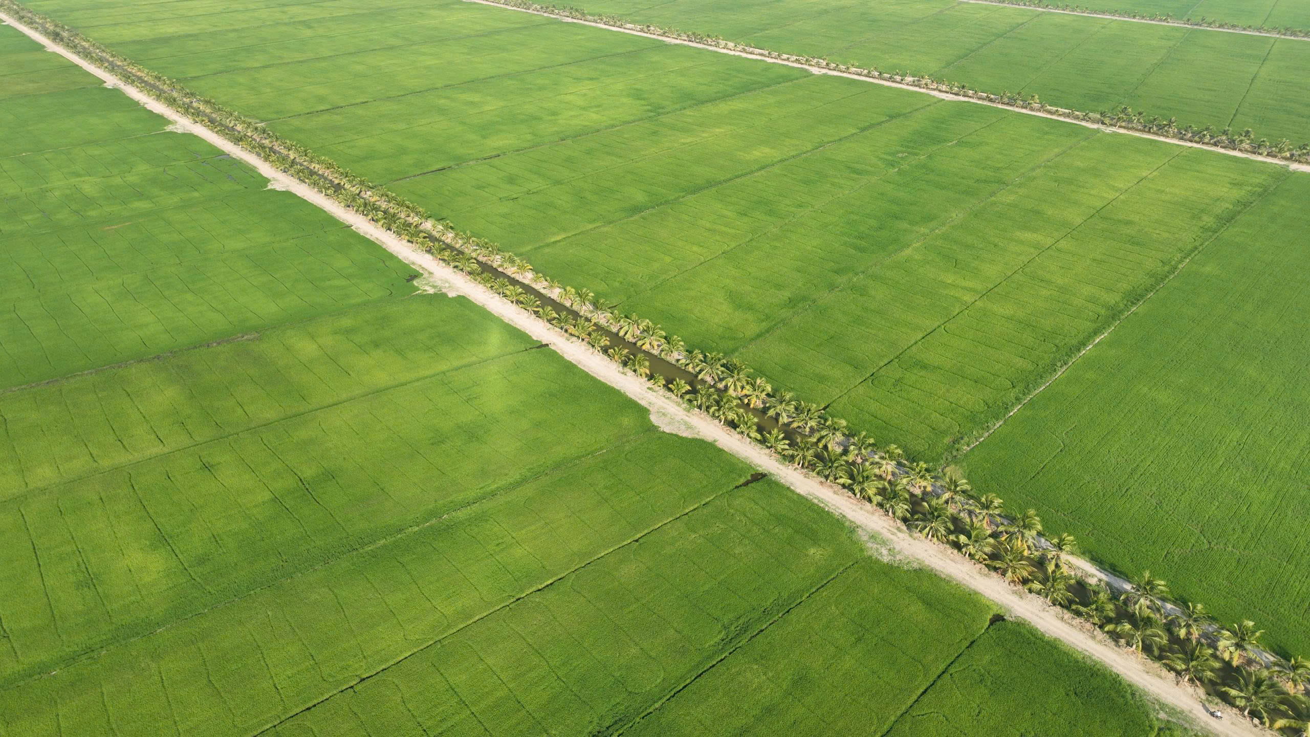 Sustainable Rice Paddies