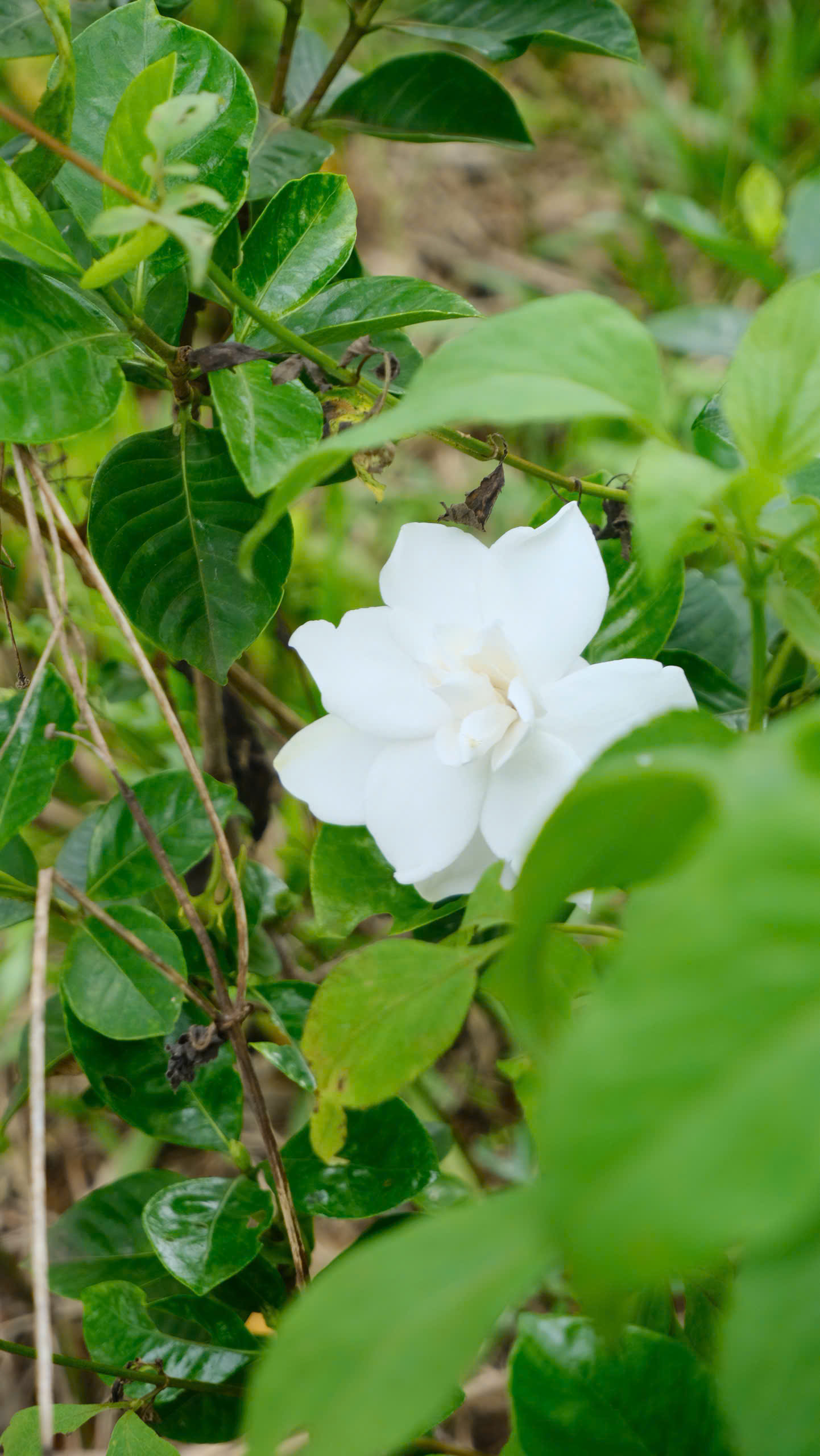 Entered Regenerative Agriculture