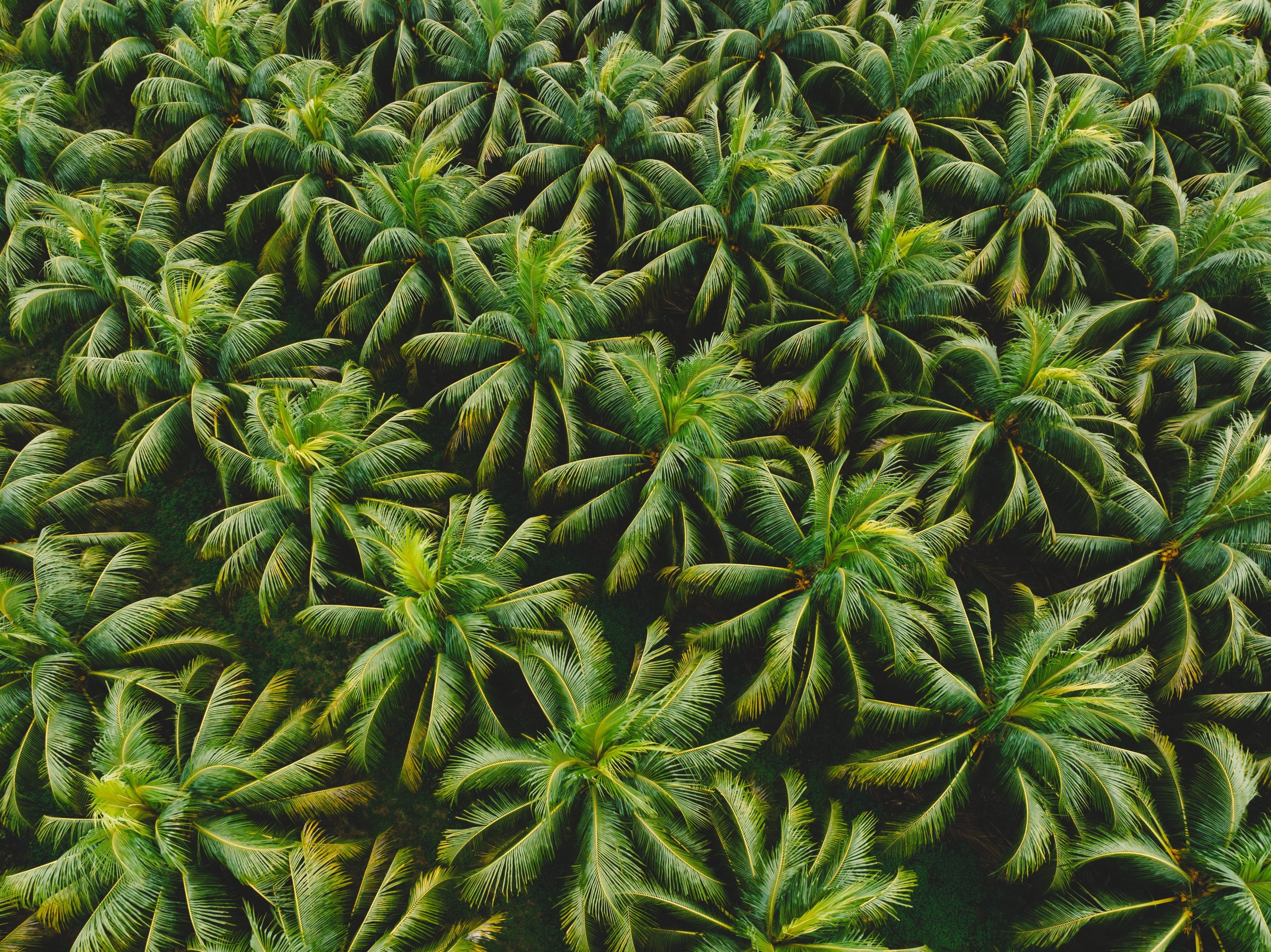 Organic Coconut Plantation