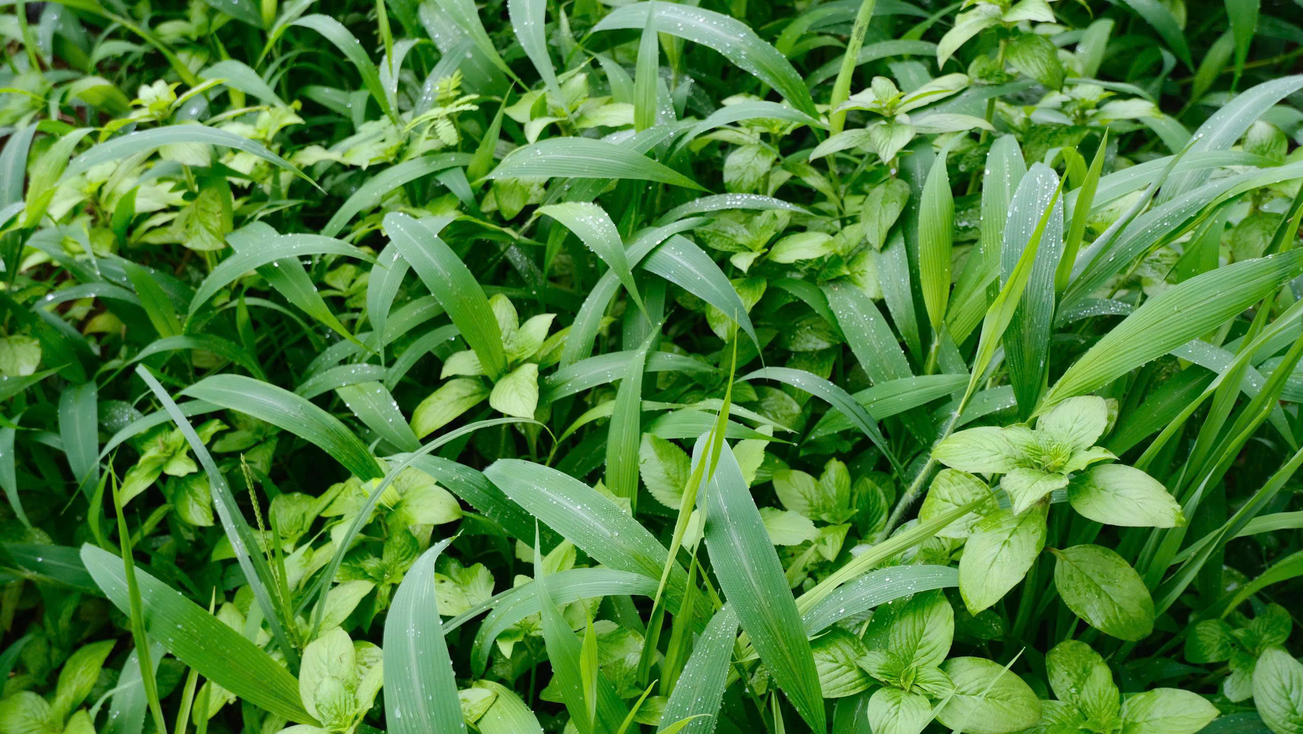 Green Regeneration
