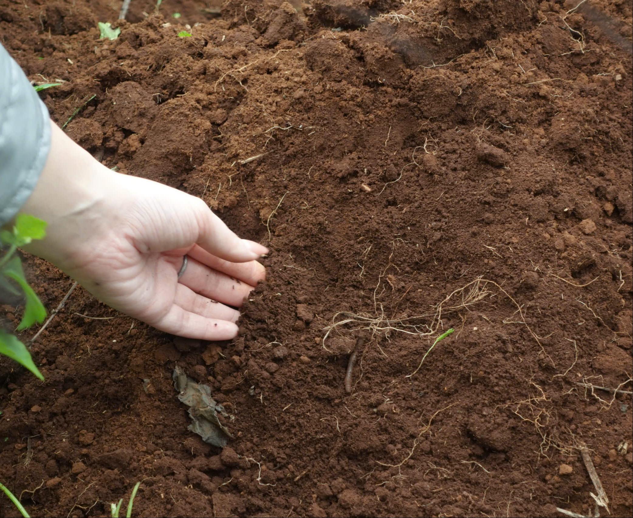 Healthy Soil