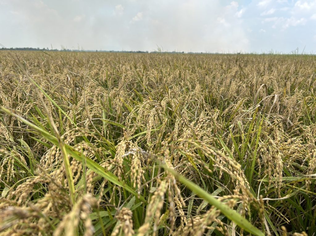 Rice